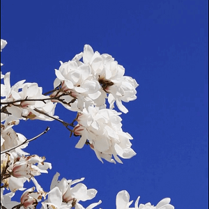 春天已来，AG棋牌花开#高校邀你来赏花#春日校园#春天你好#抖音春光正当时